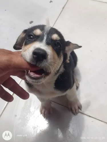 Doação de duas cachorrinhas lindas.
