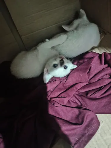 Doando responsável, estou doando essa linda princesinha ?