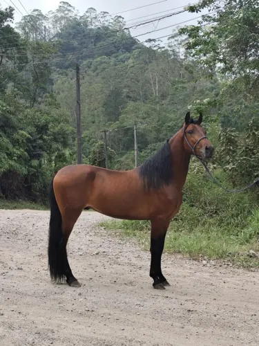 Cavalo mangalarga registrado