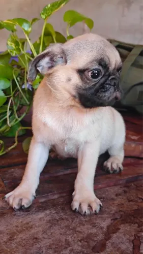 Pug macho mini ele é perfeito entrega ainda hoje pronta entrega