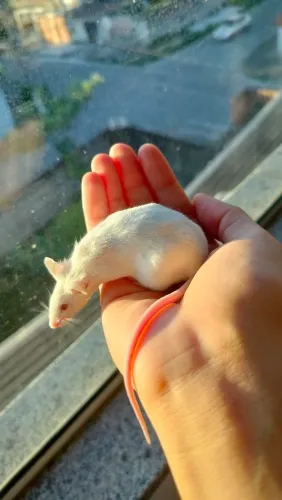 Lindos bebezinhos disponíveis de Camundongos pet