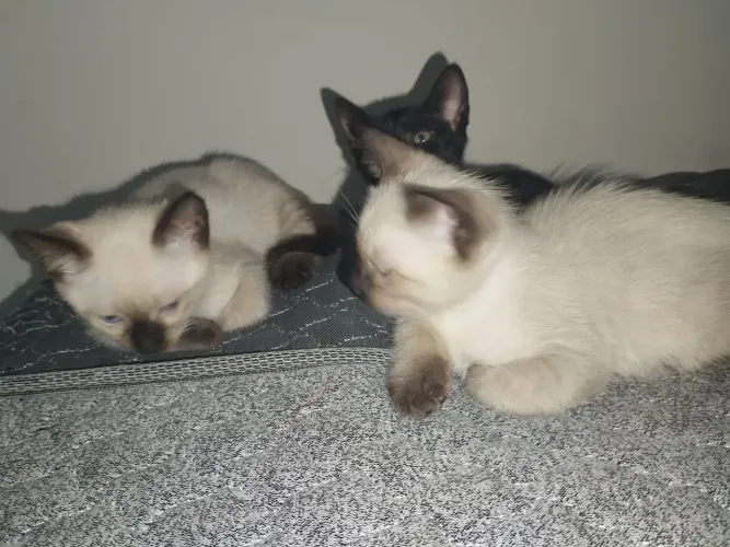 Três Gatinhos para Adoção 