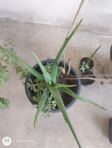 Vende pés de babosa