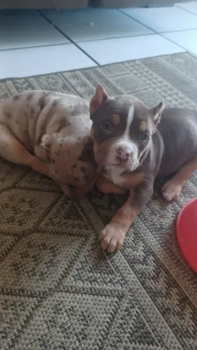 Fêmea American bully 