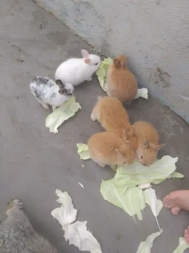 Filhotes de mini Coelho 