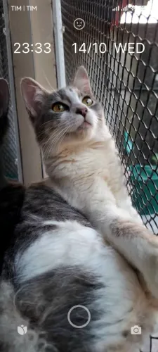 Gata castrada peluda para adoção