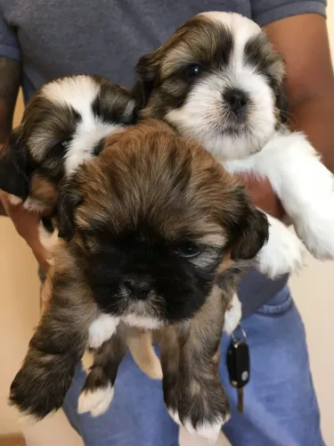 Filhotes de cachorro