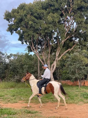 Vendo égua comum