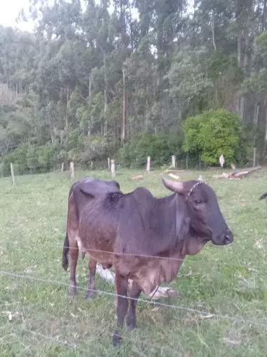Vende se novilha com primeira cria