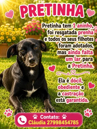 Doação de cachorro