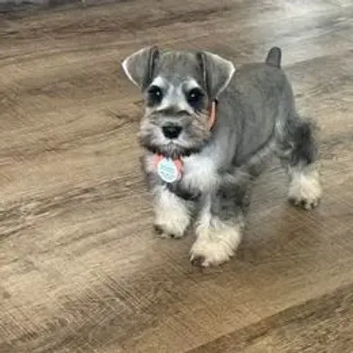 Schnauzer,Schnauzer Filhote Pronto Para Novo Lar