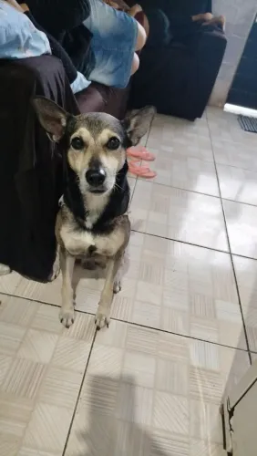 Cachorro para doação