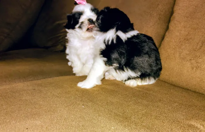 Vendo Mine filhotes Shih Tzu