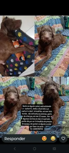 Doado esse cachorro.