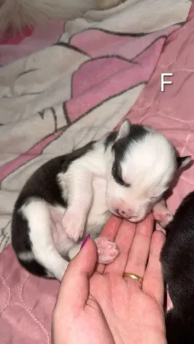 Filhotes Husky Siberiano 