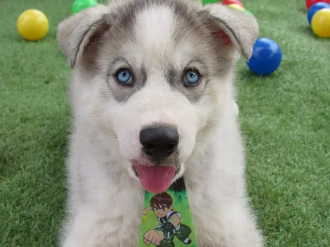 Husky lindos filhotes com Pedigree