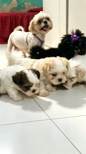 Shihtzu branco fêmea disponível.