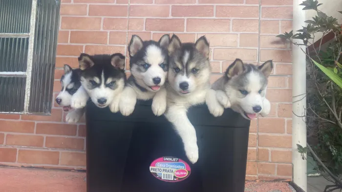 Filhotes de Husky Siberiano - Linhagem Selecionada - Preto/Branco e Olhos Azuis