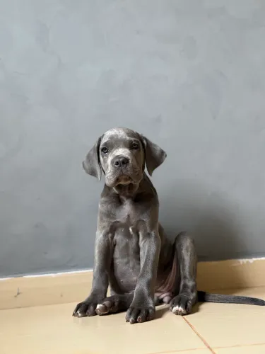 CANE CORSO FÊMEA