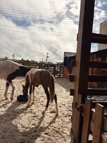 CAVALOS 