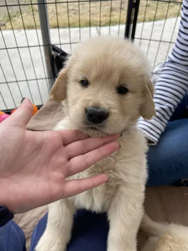Golden Retriever 