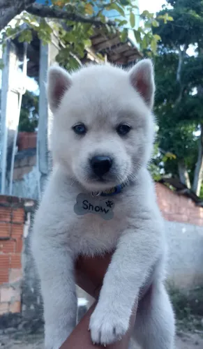 HUSKI SIBERIANO branco olho azul valor