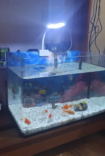 Aquário 40cm curvado