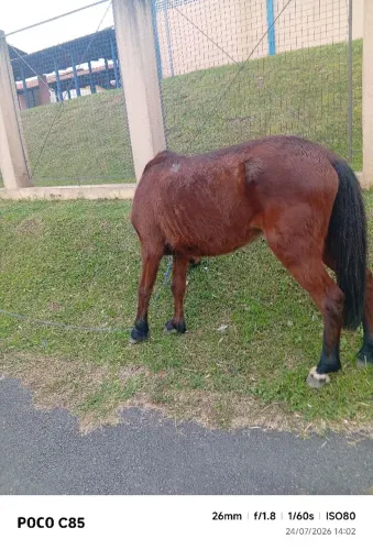 Cavalo saino 3 anos manso mais ligeiro