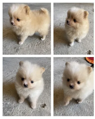 spitz alemão anão 
