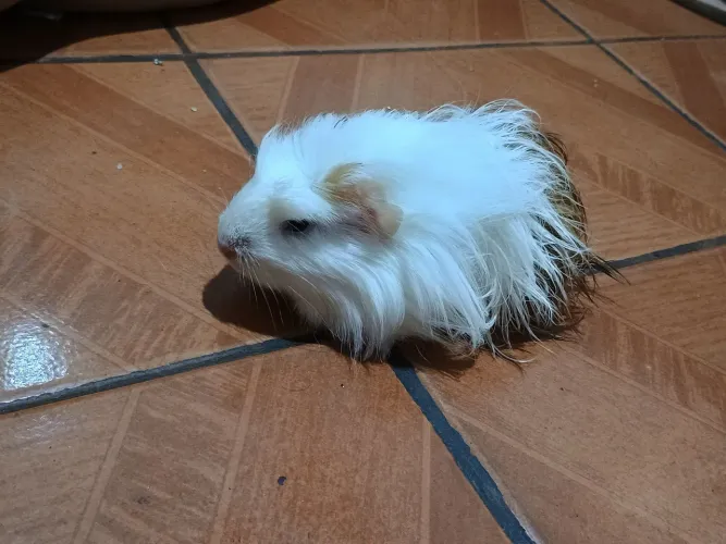 Porquinhas da índia