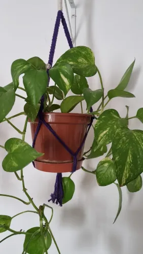 Croché para vaso de plantas