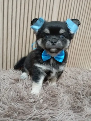 Chihuahua macho pêlo longo