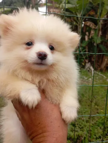 Spitz macho