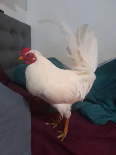 Vendo galo novo