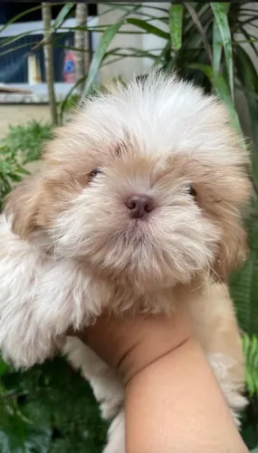 Venda