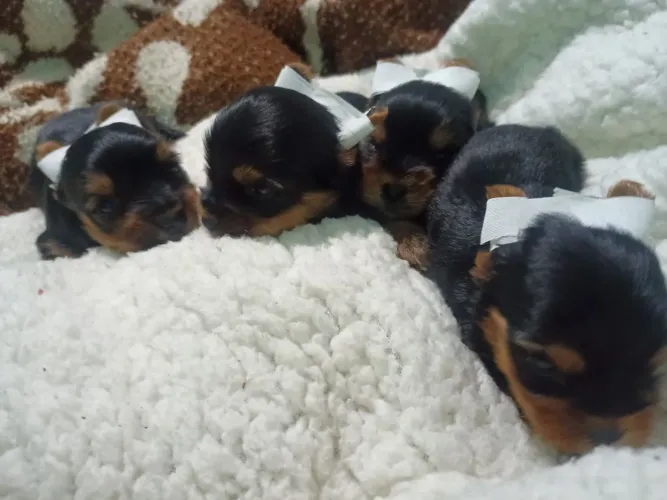 Lindos filhotes