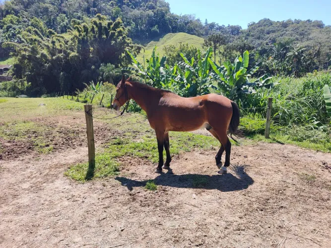 Vendo Cavalo Manga Larga Marchador