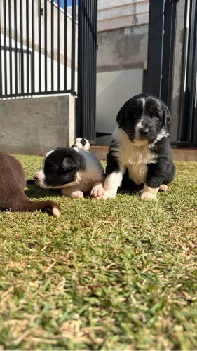 Bodercollie 
