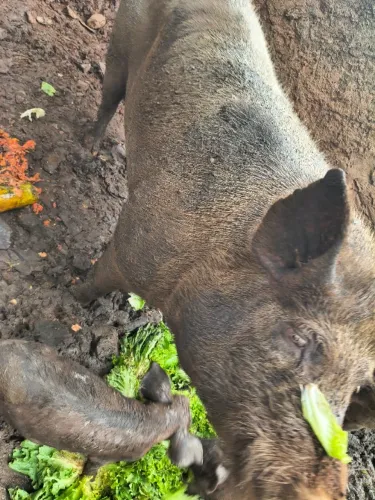 Porco macho Matriz