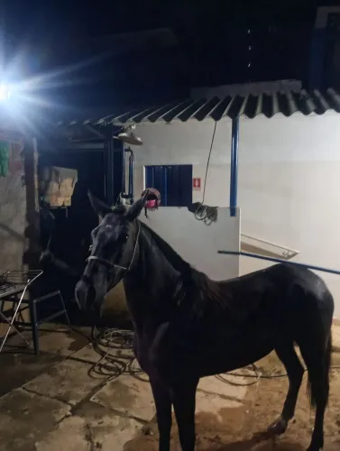 Egua MM SEM PAPEL. Macha batida, 4 anos de idade...