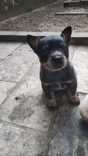 Boiadeiro Australiano Filhotes