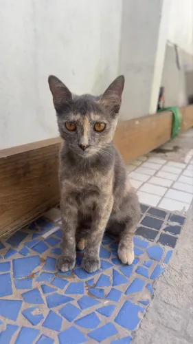 Gata precisando de um lar !