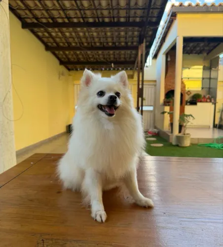 Lulu fêmea adulta