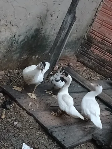 Patos