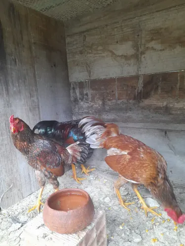 Vendo galos e galinhas 