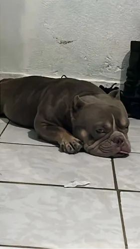 Vendo pitbull American Bull