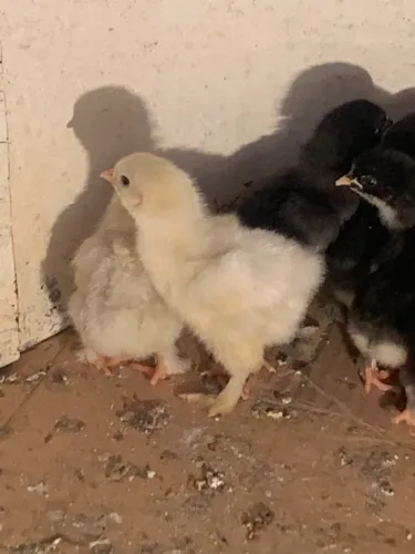 PINTINHOS BRHAMA