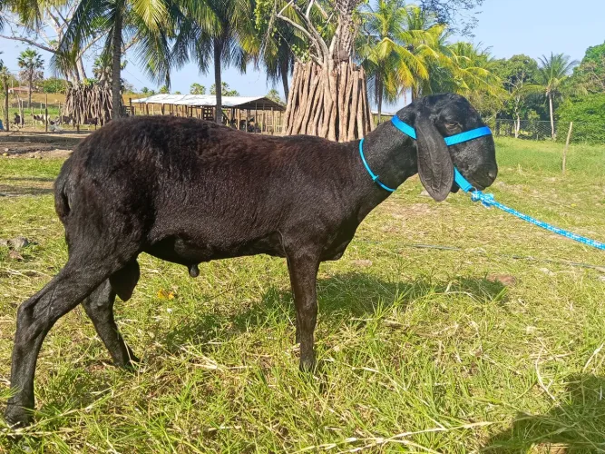 Borrego/ Carneiro Berganes