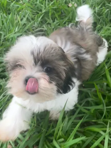 Shih Tzu