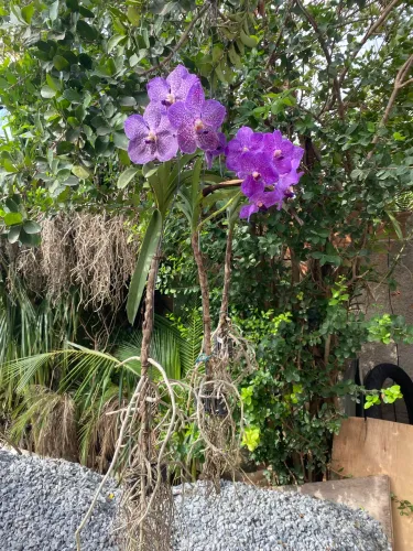 Orquídeas vanda 50 florida vender rápido